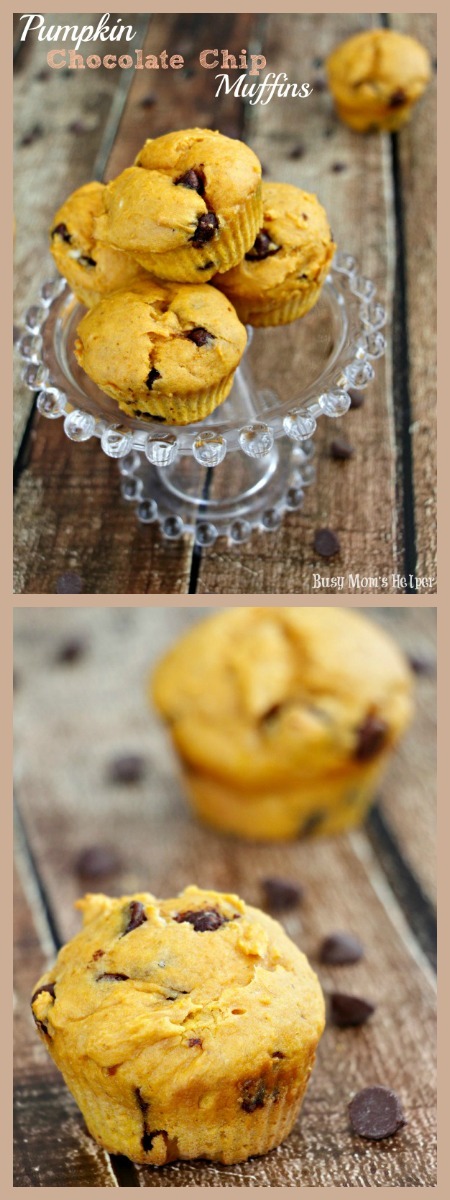 Pumpkin Chocolate Chip Muffins / by Busy Mom's Helper #muffins #pumpkin