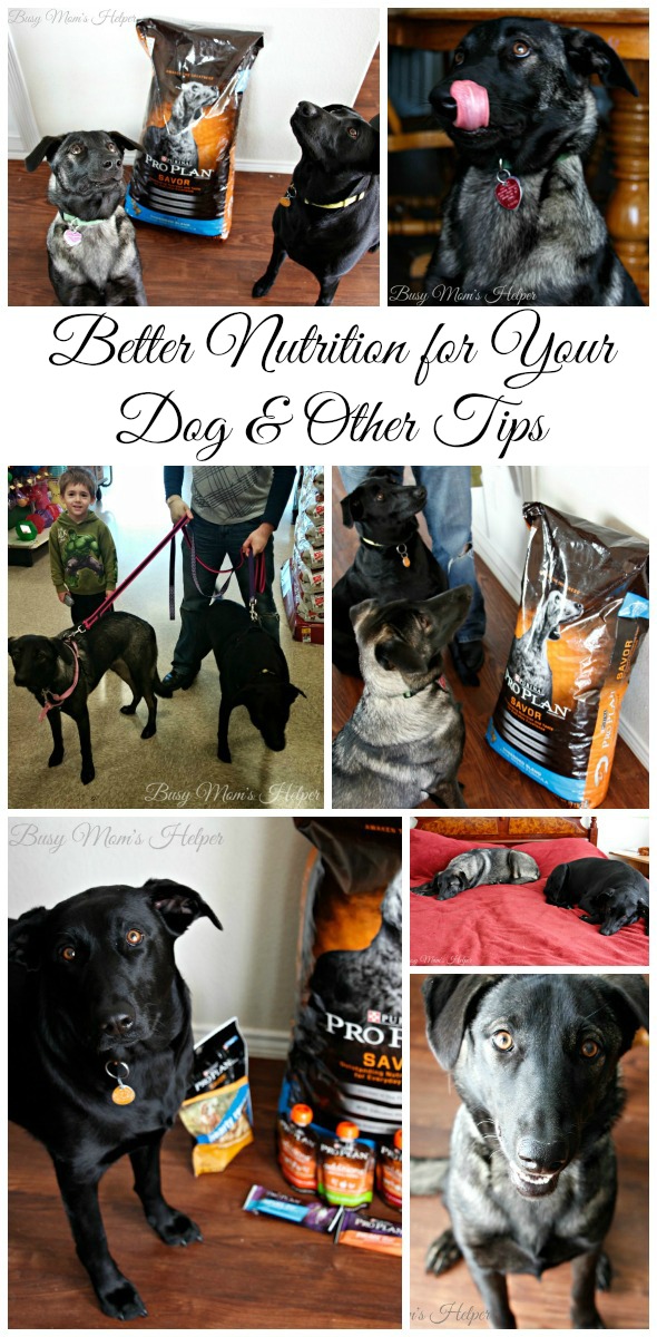 Better Nutrition For Your Dog & Other Tips / by Busy Mom's Helper #ProPlanPet #ad