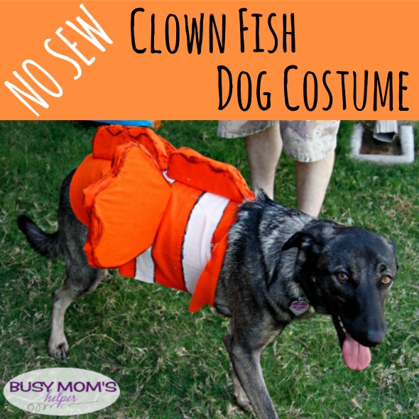 No Sew Clown Fish Dog Costume / by BusyMomsHelper.com
