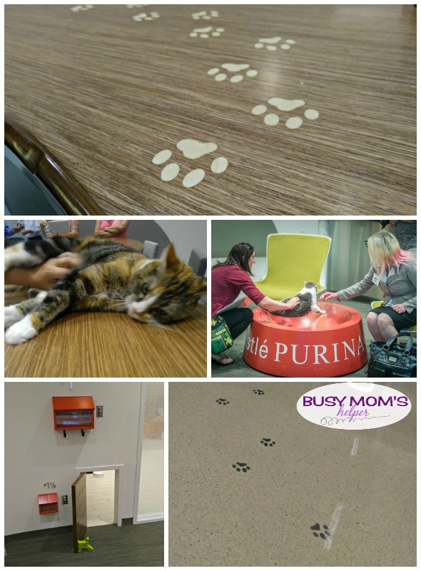 Purina has some live-in cats that are very friendly #MeetPurina #ad