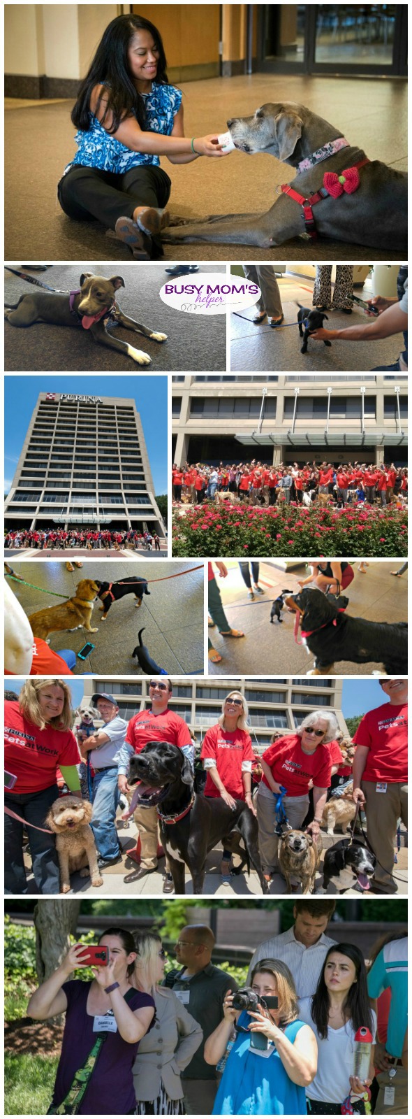 Lots of furry friends at Pets at Work Day by Purina #MeetPurina #ad
