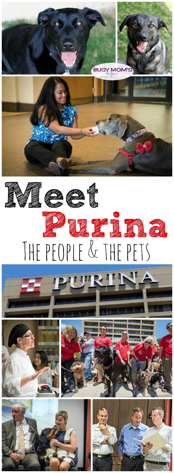 Meet the people behind Purina #MeetPurina #ad