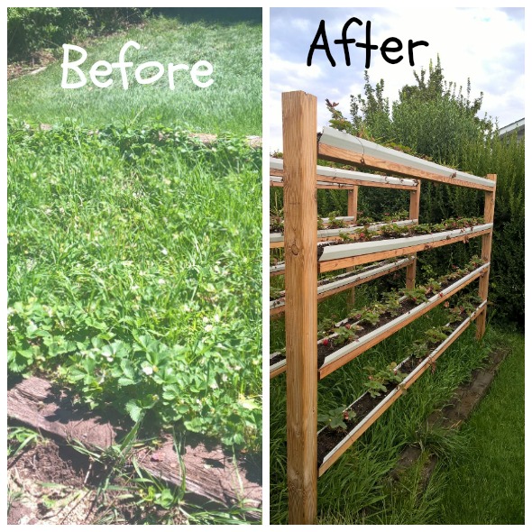 Vertical Strawberries by Nikki Christiansen for Busy Mom's Helper