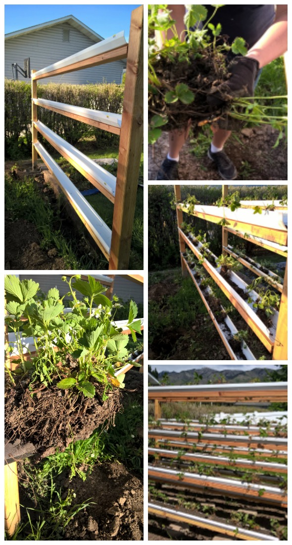 Vertical Strawberries by Nikki Christiansen for Busy Mom's Helper