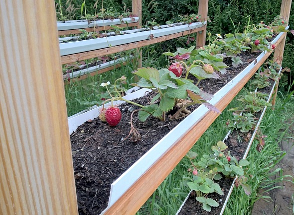 Vertical Strawberries by Nikki Christiansen for Busy Mom's Helper