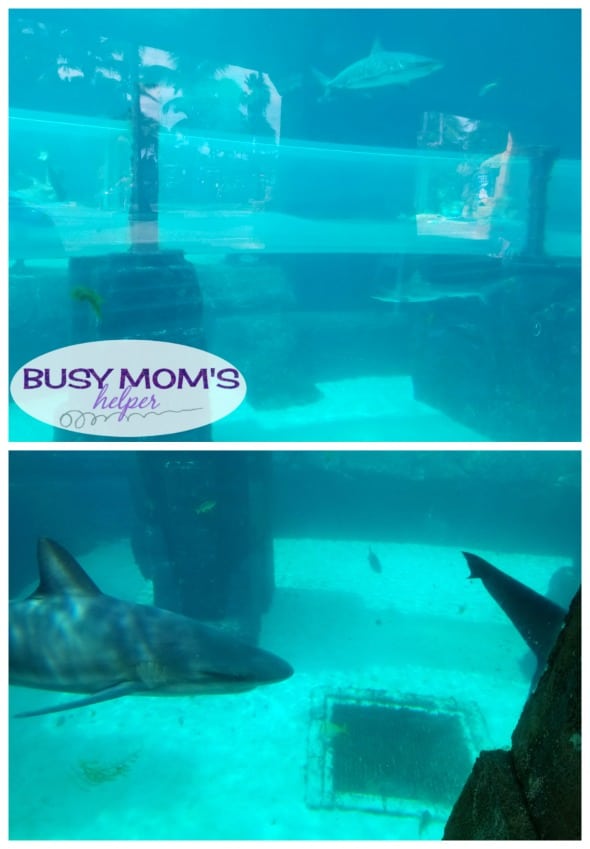 Atlantis Resort Bahamas: Our Aquaventure Day #AD #atlantisbahamas #bahamasatheart