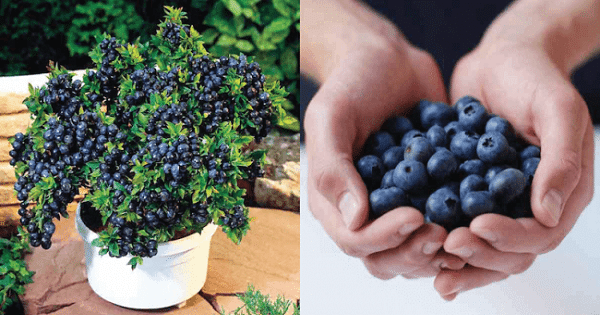 Grow-Your-Own-Blueberries-and-Reap-Their-Amazing-Health-Benefits-1