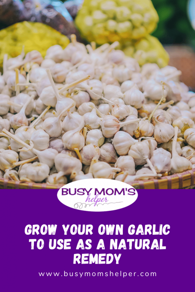 garlic